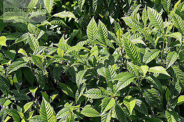 USA. Floride. Gros plan sur des plantes Psycotres nerveuse (psychotria nervosa).