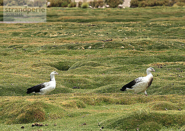 Chile  Antofagasta Region  Andes Mountains  Machuca  birds