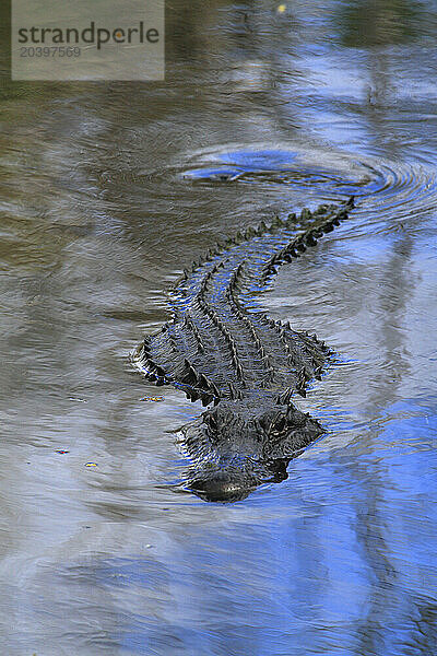 Usa  Florida. Everglades. Alligator