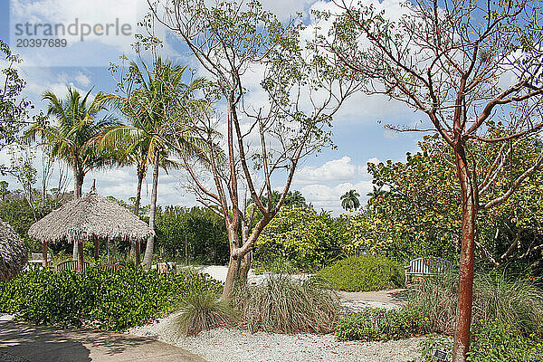 USA. Floride. Naples. Naples Botanical Garden.