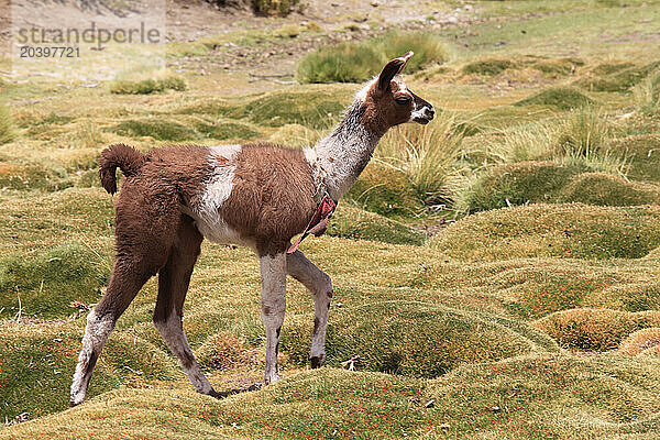 Llama  lama glama  Chile  Antofagasta Region  Andes  Machuca