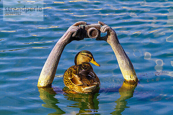 France  Troyes  submerged statue of arms holding a camera