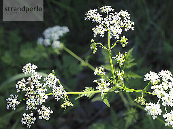 Giant hogweed  flowers  heradeum mantegazzianum