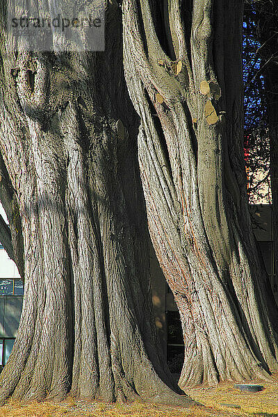 Chile  Magallanes  Punta Arenas  trees