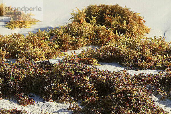 Usa  Porto rico. Culebra Island. Flamenco beach. Sargassum