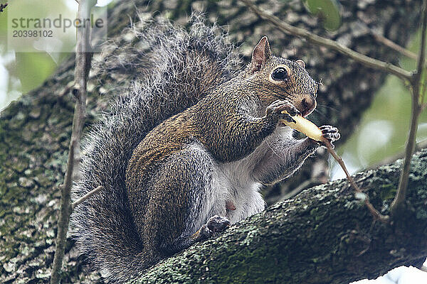 Usa  Floride  Orlando. Squirrel