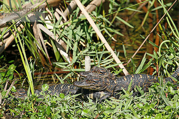 USA. Floride. Parc National des Everglades. Shark Valley. Bébés alligators.