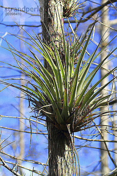 Usa  Florida. Everglades. Loop Road. Cypress trees and swamp. Cardinal (Airplant Tillandsia fasciculata) floraison  growing on tree trunk