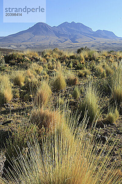 Chile  Antofagasta Region  Atacama Desert  desert; flora  vegetation