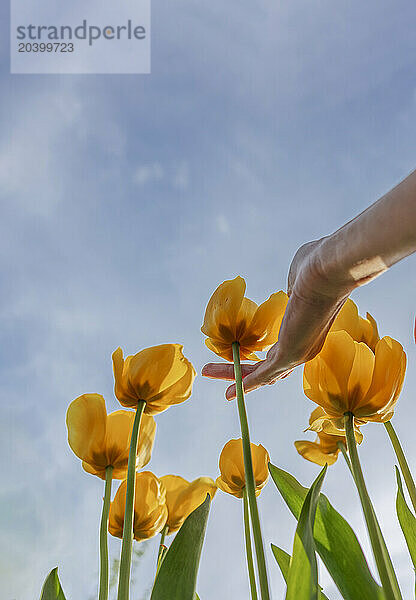 Hand of woman touching blooming tulips