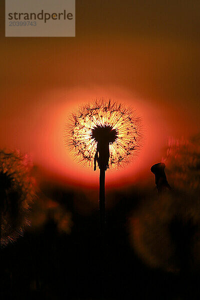 Dandelion seed head against setting sun