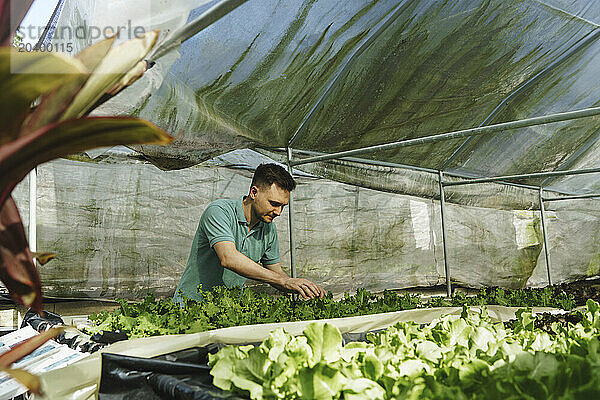 Farmer growing plants in greenhouse