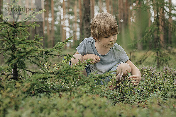 Boy crouching and picking blueberries in forest