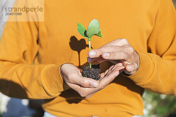 Hands of man holding plant on sunny day