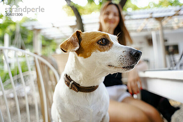 Jack Russel terrier with woman in back yard