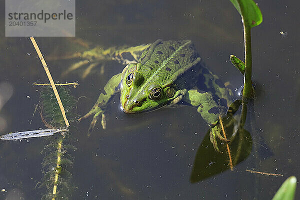 Green frog sitting in pond