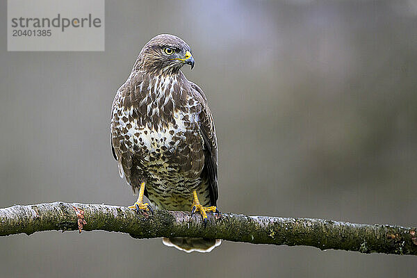 Portrait of Eurasian buzzard (Buteo buteo) perching on tree branch