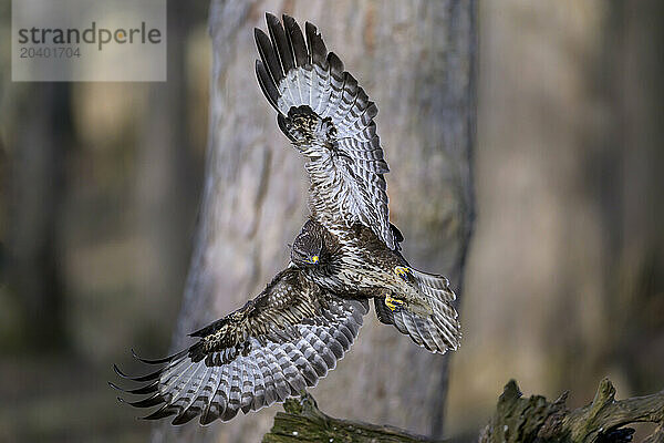 Eurasian buzzard (Buteo buteo) in flight