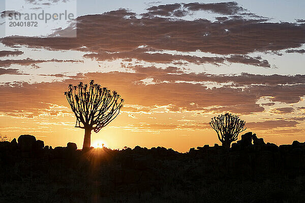 Namibia  Karas  Keetmanshoop  Silhouettes of quiver trees at sunset