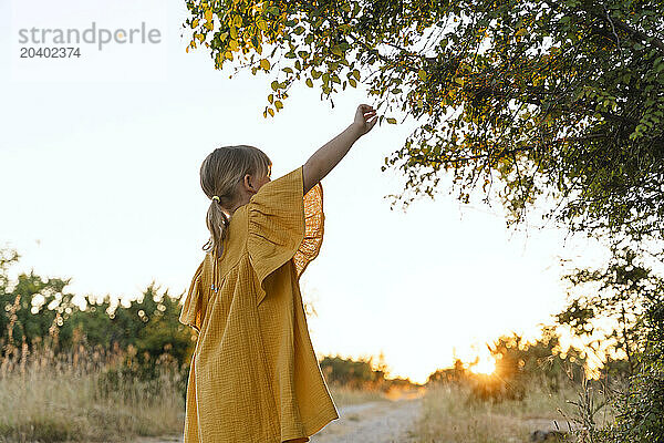 Girl reaching for leaves of tree branch at sunset