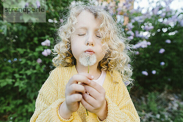 Blond curly haired girl blowing on dandelion flower seeds