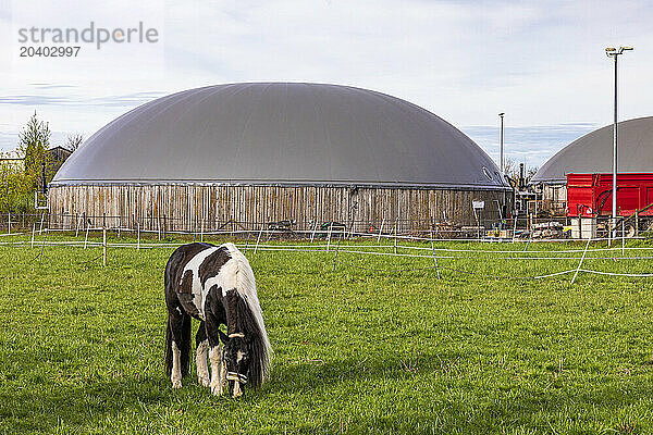 Germany  Baden-Wurttemberg  Fellbach  Horse grazing in paddock with biogas plants in background