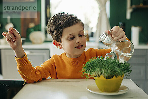 Boy watering microgreens in kitchen at home