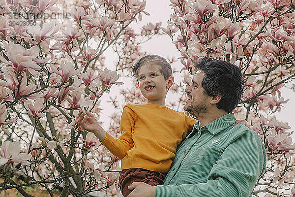 Smiling father carrying son by blossoming magnolia tree in garden