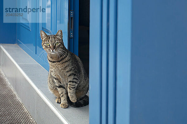 Portrait of tabby cat sitting on doorstep