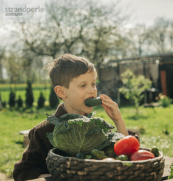 Boy eating fresh harvested cucumber from wicker basket in back yard