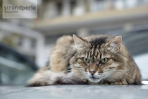 Portrait of tabby cat lying outdoors