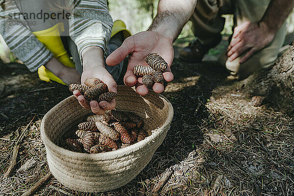 Father and daughter collecting pine cones together in forest