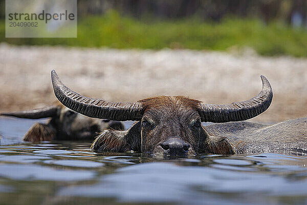 Domestic Asian water buffalo  Bubalus arnee  bathe in a river near the town of Baucau in the north of the Democratic republic of Timor-Leste.