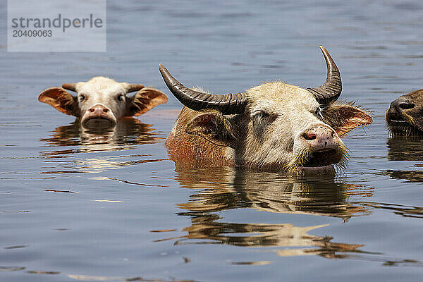 Domestic Asian water buffalo  Bubalus arnee  bathe in a river near the town of Baucau in the north of the Democratic republic of Timor-Leste.