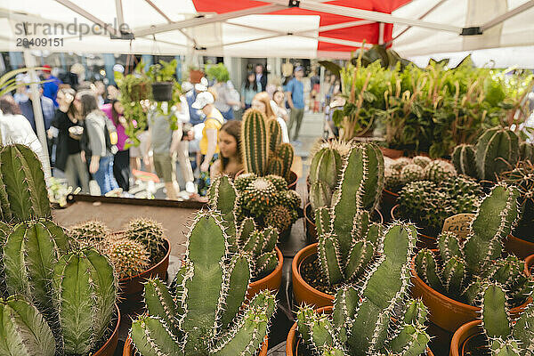 Columbia Road Flower Market  Shoreditch  London  UK © Dosfotos/Axiom