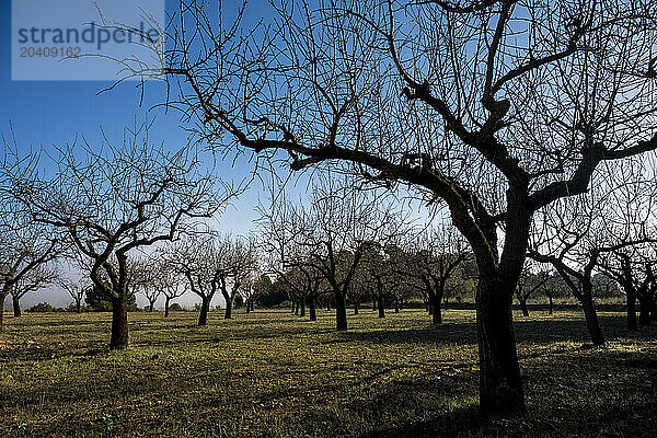 Almond trees  Miravet  Baix Ebre  Tarragona  Spain © Dosfotos/Axiom