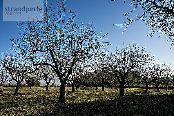 Almond trees  Miravet  Baix Ebre  Tarragona  Spain © Dosfotos/Axiom