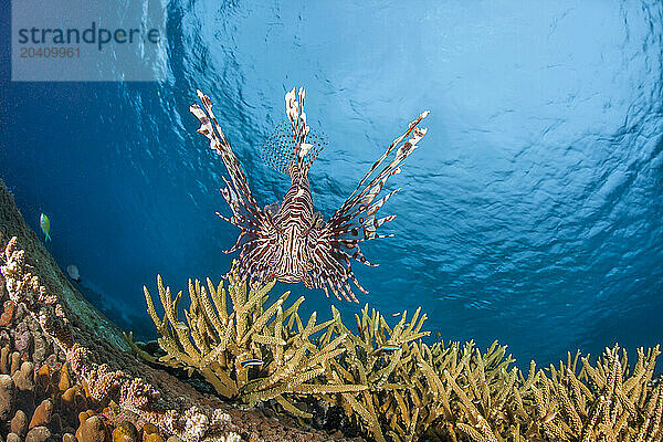 A lionfish  Pterois volitans  stares down the camera above a hard coral reef  Indonesia.