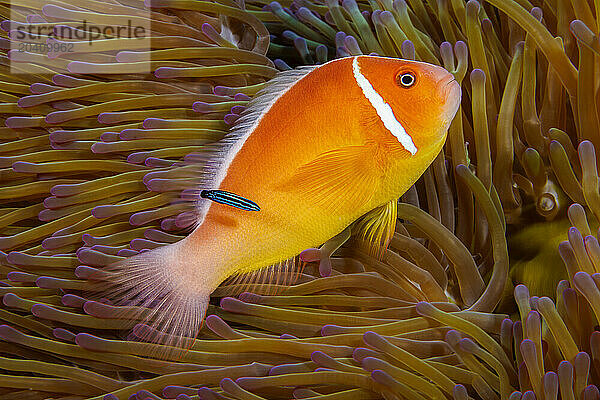 This common anemonefish  Amphiprion perideraion  is most often found associated with the anemone  Heteractis magnifica  as pictured here  Yap  Micronesia.