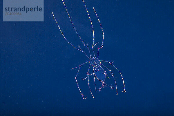 The larval stage of a crustacean photographed at night in 3000 feet of water off the island of Yap  Federated States of Micronesia.