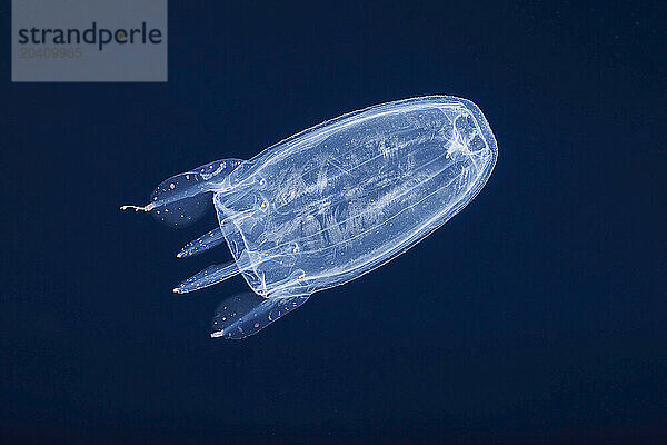 The winged box jellyfish  Alatina alata  often called a sea wasp  is a species of jellyfish found in the Pacific  Indian and Atlantic Oceans and in the Caribbean and Arabian Sea. This one was photographed at night in open ocean with the bottom 3000 feet below of the island of Yap  in the Federated States of Micronesia. It was previously known as Carybdea alata.