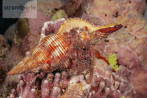 The hairy netted hermit crab  Aniculus retipes  can reach four inches across  Yap  Federated States of Micronesia.