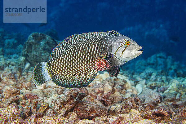 This is the adult or terminal phase of the rockmover wrasse  Novaculichthys taeniourus  Hawaii.