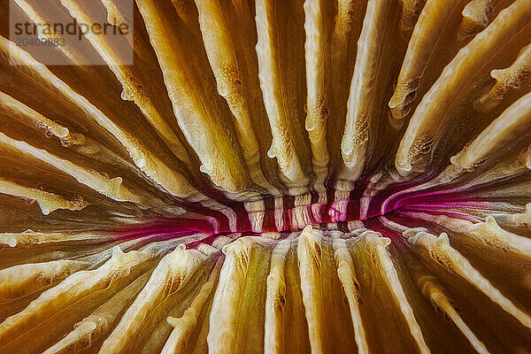 Mouth detail of a colorful and healthy mushroom coral  Fungia fungites  that is growing on a tropical coral reef off the island of Yap  Federated States of Micronesia. Mushroom coral is unique in the coral world  in that it does not attach itself to the bottom.