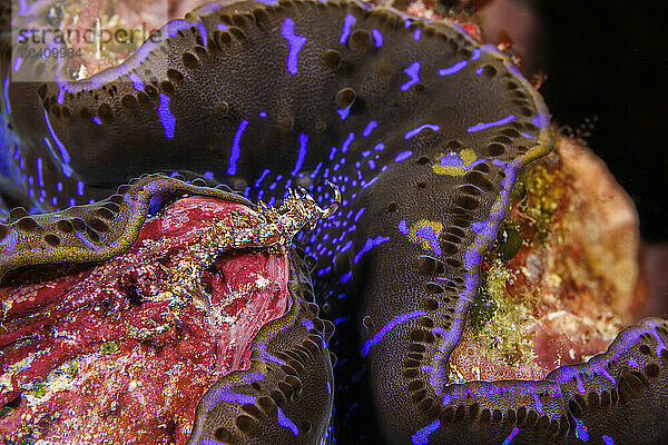 A blue dragon nudibranch  Pteraeolidia ianthina  looks over the edge of the mantle of a giant tridacna clam  Tridacna gigas  Yap  Micronesia.