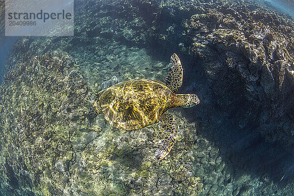 A green sea turtle  Chelonia mydas  an endangered species  glides over coral encrusted lava formations off Maui  Hawaii.