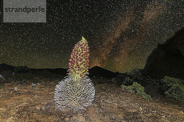 A rare silversword plant  Argyroxiphium sandwicense macrocephalum  down inside Haleakala Crater with the milkway sky in the background  Haleakala National Park  Maui's dormant volcano  Hawaii. Shot at 3AM local time.