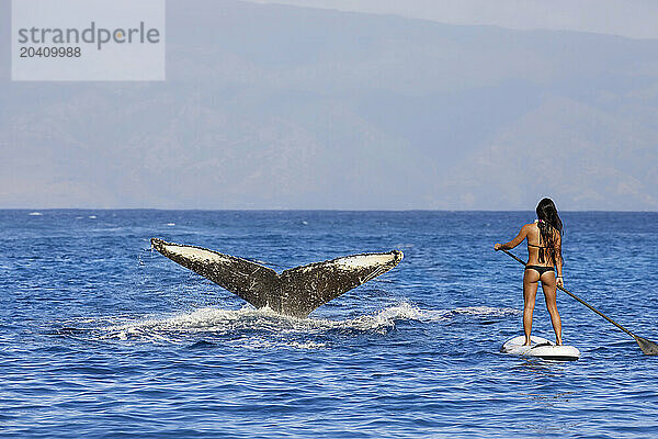 Girl (MR) on a stand-up paddle board gets a close look at the tail of a humpback whale  Megaptera novaeangliae off Maui  Hawaii.