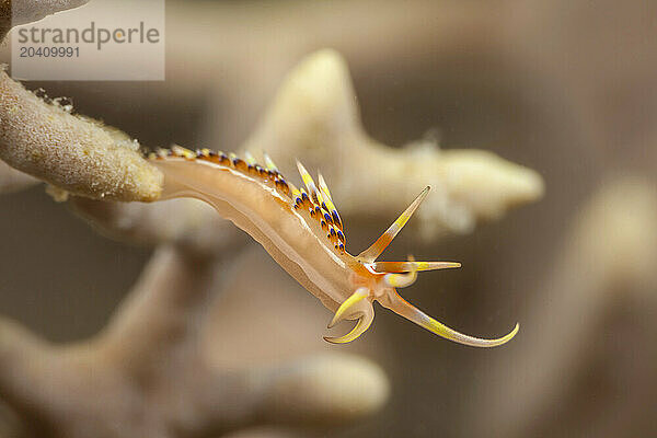 An aeolid nudibranch  Caloria indica  photographed testing the passing current for a meal in Fiji at 50 feet.