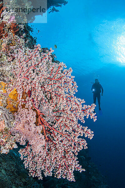 Diver (MR) and a fan of Godeffroys soft coral  Siphonogorgia godeffroyi  Tubbataha Reef  Philippines. This species catches microplankton and prefers reef slopes well exposed to current